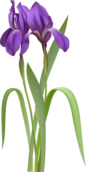 Vibrant Purple Iris Flower