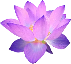 Vibrant Purple Lotus Flower PNG image