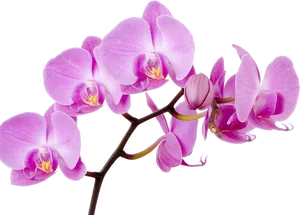 Vibrant Purple Orchid Bloom Branch PNG image