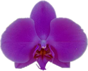 Vibrant Purple Orchid Bloom PNG