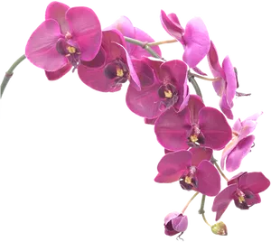 Vibrant Purple Orchid Blooms PNG