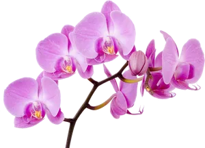 Vibrant_ Purple_ Orchid_ Branch PNG