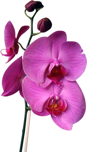 Vibrant Purple Orchid Stem PNG