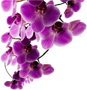 Vibrant_ Purple_ Orchids