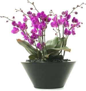 Vibrant_ Purple_ Orchids_in_ Pot PNG