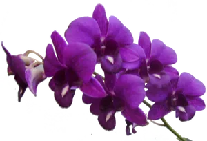 Vibrant Purple Orchids PNG image