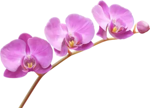 Vibrant Purple Orchids PNG