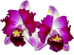 Vibrant_ Purple_ Orchids.png PNG