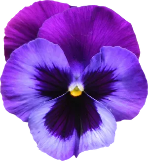 Vibrant Purple Pansy Flower PNG image