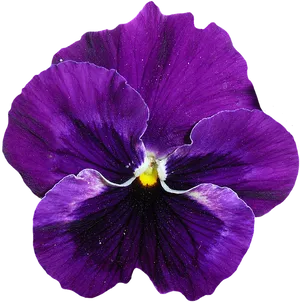 Vibrant_ Purple_ Pansy_ Flower.png PNG image
