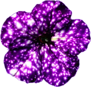 Vibrant Purple Petunia PNG image