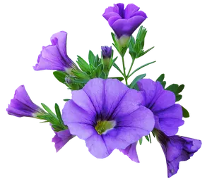Vibrant Purple Petunia Flowers.png