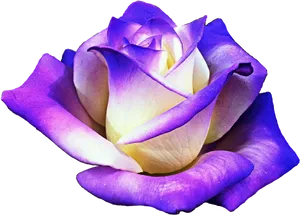 Vibrant_ Purple_ Rose_ Transparent_ Background.png PNG image