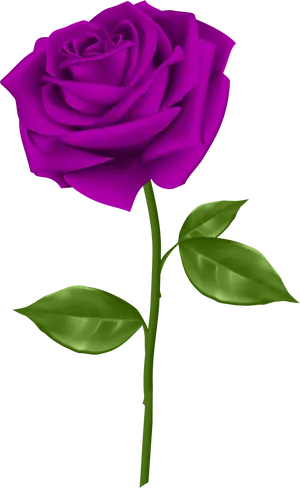 Vibrant Purple Roseon Black Background