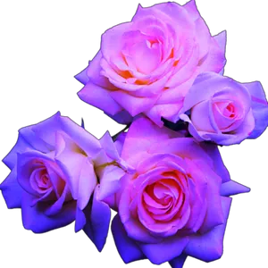 Vibrant Purple Roses Black Background PNG image
