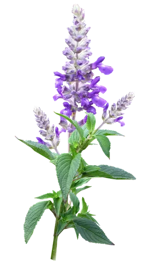 Vibrant Purple Salvia Flower