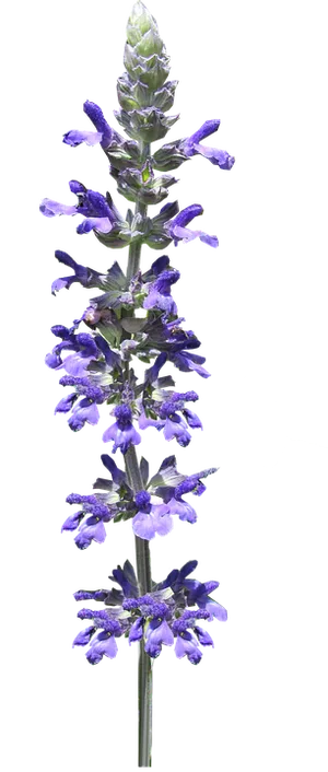 Vibrant Purple Salvia Flower Stem
