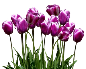 Vibrant_ Purple_ Tulips.png PNG image