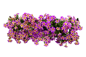 Vibrant Purpleand Yellow Flowers Black Background