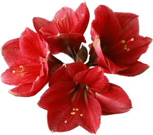 Vibrant Red Amaryllis Bloom PNG image