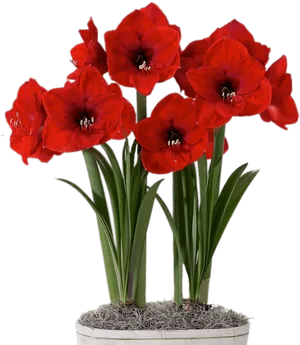 Vibrant_ Red_ Amaryllis_in_ White_ Pot PNG image