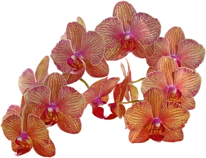 Vibrant_ Red_and_ Yellow_ Orchids PNG image