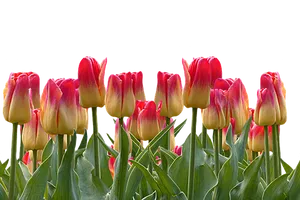 Vibrant_ Red_and_ Yellow_ Tulips PNG image