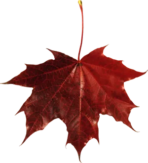 Vibrant Red Autumn Leaf PNG image