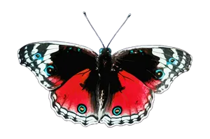 Vibrant Red Butterfly Black Background