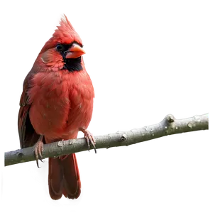Vibrant Red Cardinal PNG 06292024