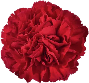 Vibrant Red Carnation Flower PNG image