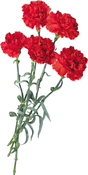 Vibrant Red Carnations Bouquet PNG image