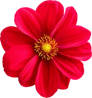 Vibrant Red Dahlia Flower