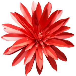 Vibrant Red Dahlia Flower PNG image