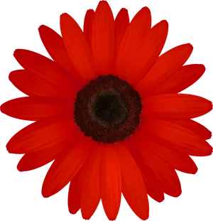 Vibrant Red Daisy Black Background.jpg PNG image