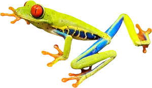 Vibrant Red Eyed Tree Frog PNG image