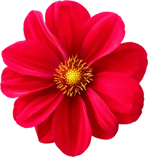 Vibrant_ Red_ Flower_ Closeup.png PNG image