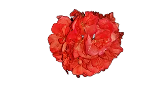 Vibrant Red Geranium Cluster