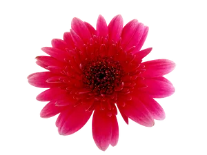 Vibrant Red Gerbera Daisy