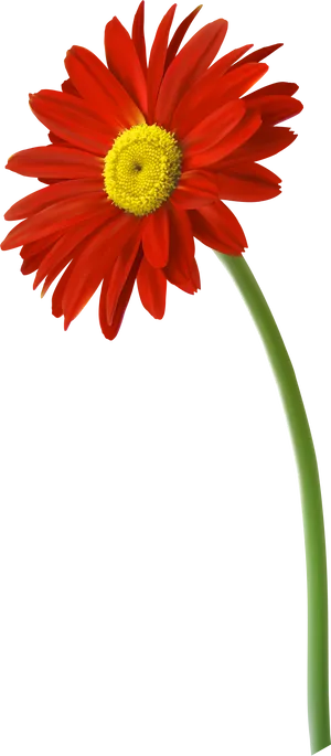 Vibrant Red Gerbera Daisy Black Background PNG image