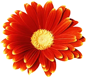 Vibrant Red Gerbera Daisy PNG image
