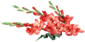 Vibrant Red Gladiolus Flowers PNG image