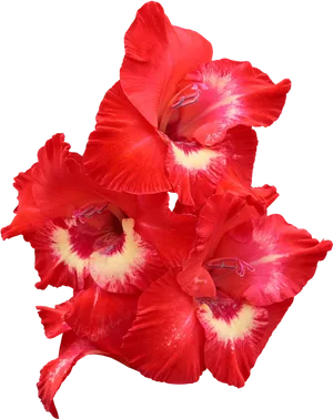 Vibrant Red Gladiolus Flowers PNG