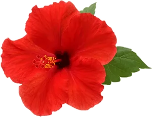 Vibrant Red Hibiscus Flower