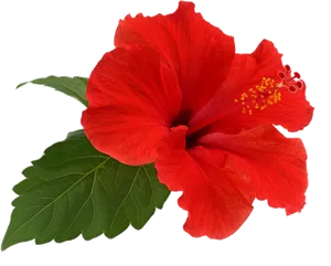 Vibrant_ Red_ Hibiscus_ Flower_ Transparent_ Background.png PNG image