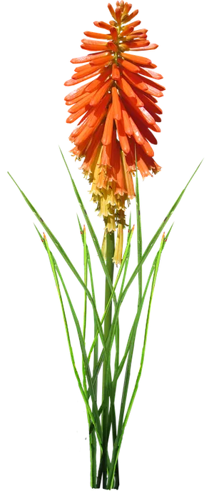Vibrant Red Hot Poker Flower