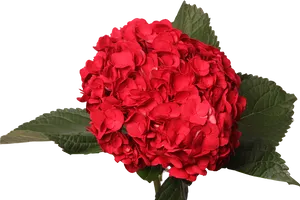 Vibrant Red Hydrangea Bloom PNG image