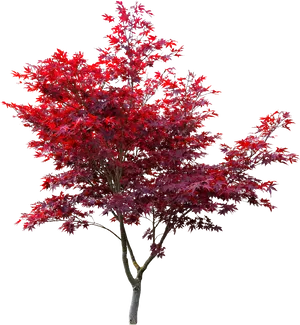 Vibrant Red Maple Tree PNG image