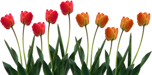 Vibrant Red Orange Tulips Row.png PNG image