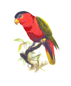 Vibrant Red Parrot Illustration